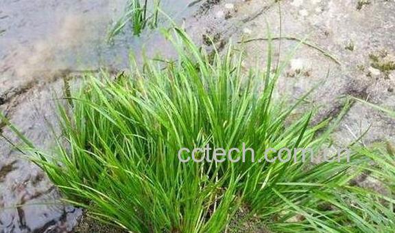 九节菖蒲的功效与作用-1