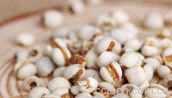 米仁的功效与作用-1