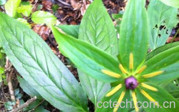 七叶一枝花的功效与作用及药用价值-0