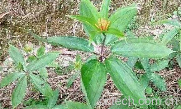 七叶一枝花的功效与作用及药用价值-1