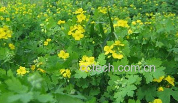 白屈菜的功效与作用 白屈菜的药用价值-0