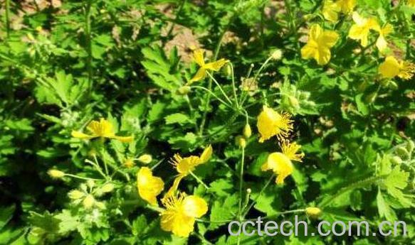 白屈菜的功效与作用 白屈菜的药用价值-1