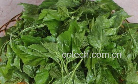 桑叶提取物是什么 桑叶提取物的作用-1