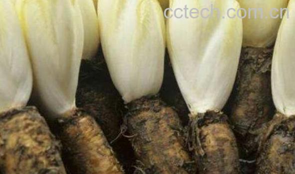 菊苣根的功效与作用-0