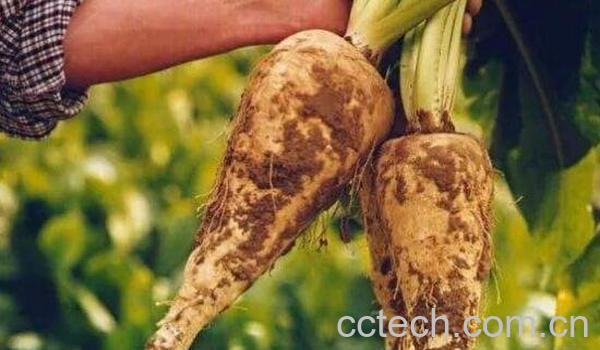 菊苣根的功效与作用-1