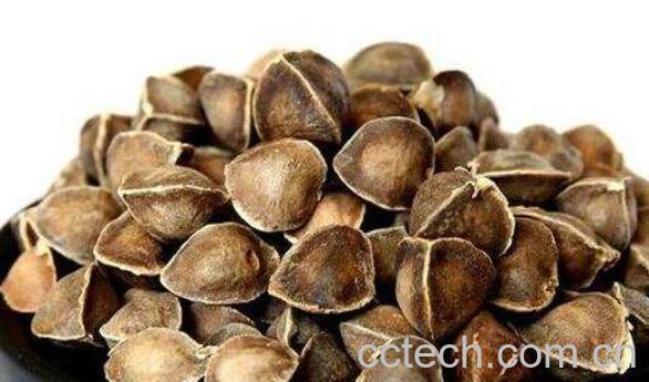 辣木籽的功效与作用-0