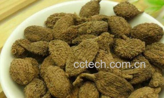 砂仁的功效与作用及副作用-0