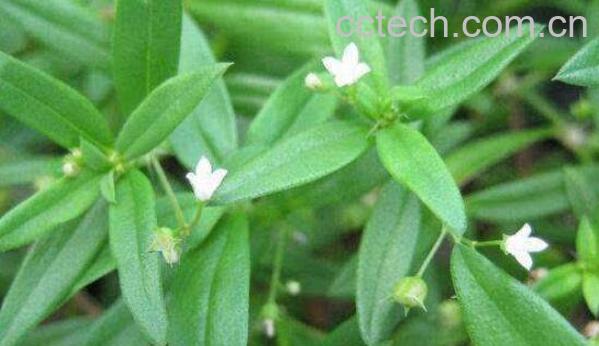 白花蛇舌草功效与作用-0