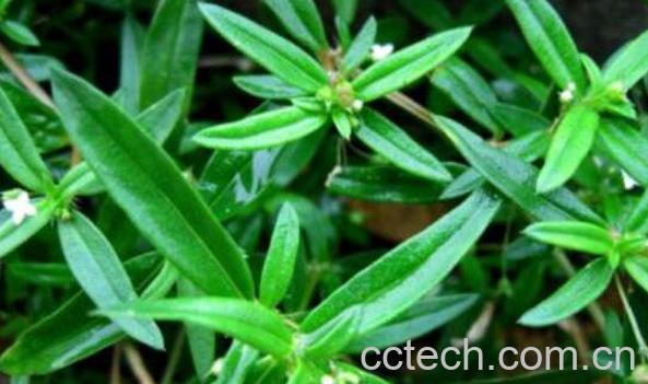 白花蛇舌草功效与作用-1