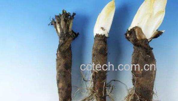 菊苣根的功效和作用及食用方法-0