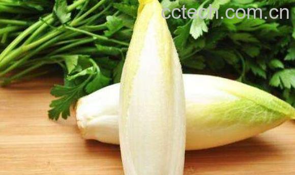 菊苣根的功效和作用及食用方法-1