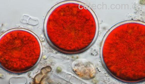 虾青素的功效作用 长期服用虾青素的危害-1