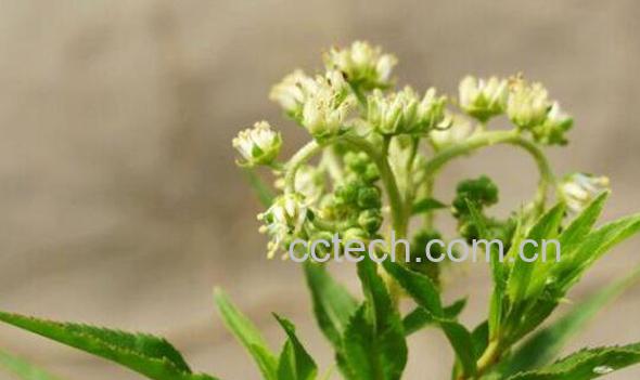 赶黄草花的功效与作用-0