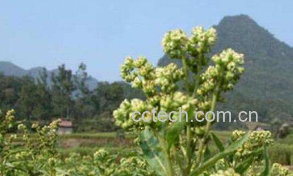 赶黄草花的功效与作用-1