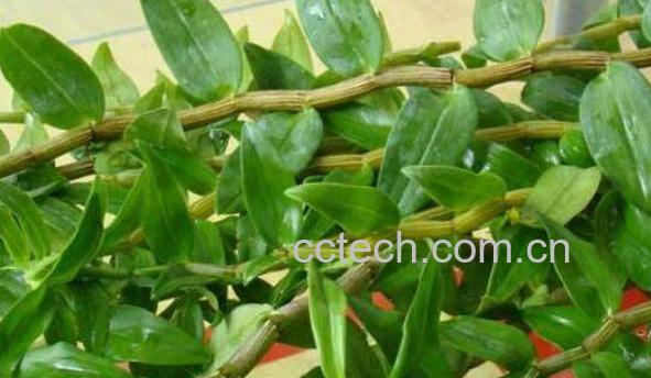 铁皮石斛怎么种植 铁皮石斛的种植方法技巧-0