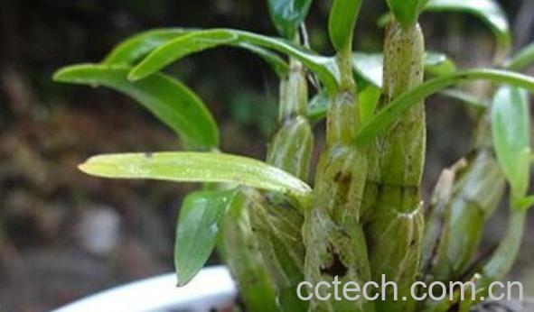 石斛如何在家庭里养殖-1