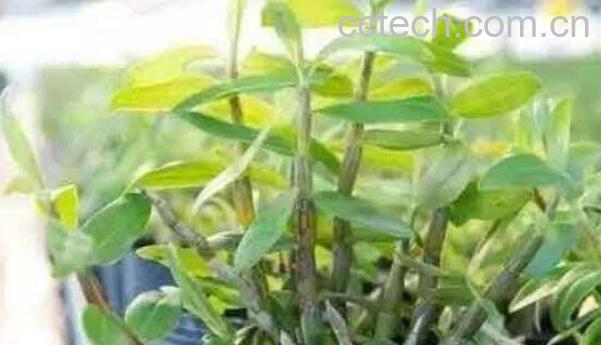 石斛如何在家庭里养殖-0