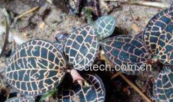 野生金线莲的功效与作用-0