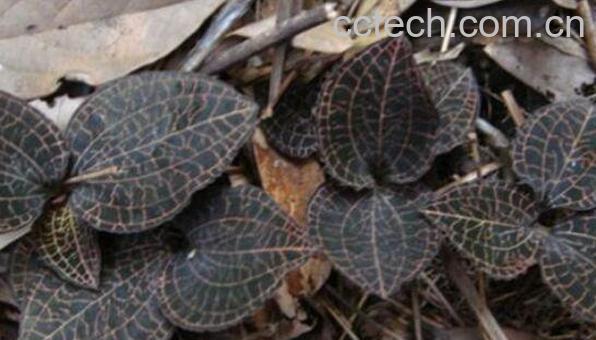 野生金线莲的功效与作用-1