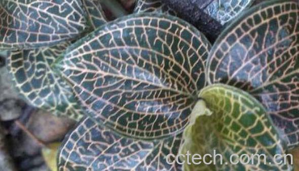 金线莲如何食用方法 金线莲吃了有什么作用-0