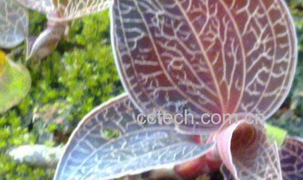 金线莲如何食用方法 金线莲吃了有什么作用-1