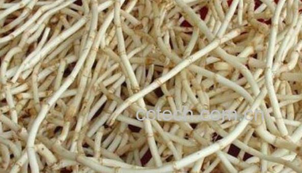 鱼腥草泡水喝的功效 鱼腥草怎么泡水喝-1