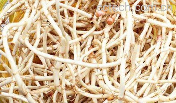 鱼腥草的功效与作用 鱼腥草的药用价值-1