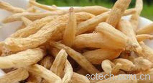 太子参的功效与作用及食用方法-0