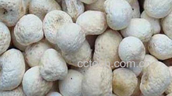 清半夏的功效与作用-0