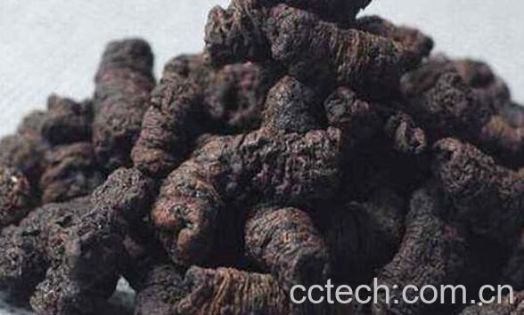 盐巴戟天的功效与作用及副作用-0