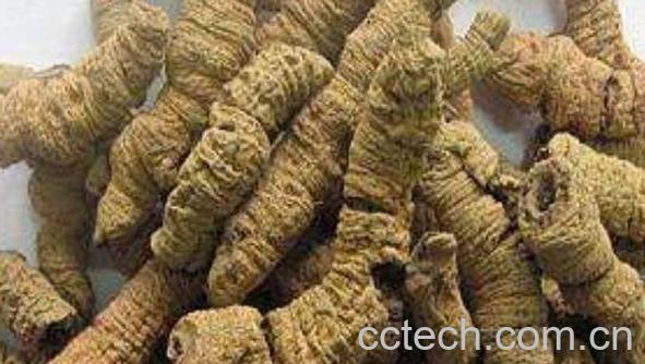 盐巴戟天的功效与作用及副作用-1