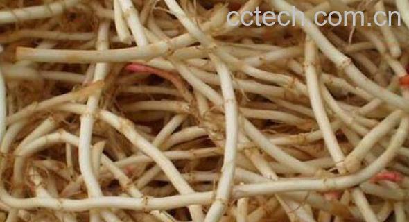 干鱼腥草的功效与作用 干鱼腥草有什么作用-1