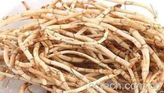 干鱼腥草的功效与作用 干鱼腥草有什么作用-0