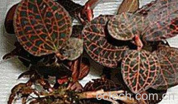 新鲜金线莲怎么吃 新鲜金线莲的食用方法-0