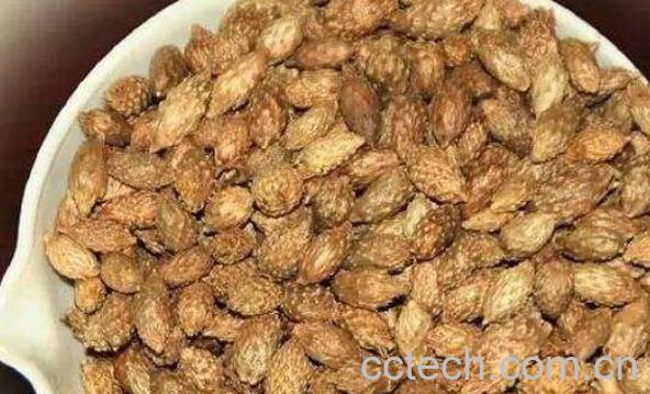 苍耳煮水有什么功效 苍耳子泡水喝的功效-0