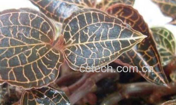 新鲜金线莲怎么吃 新鲜金线莲的食用方法-1