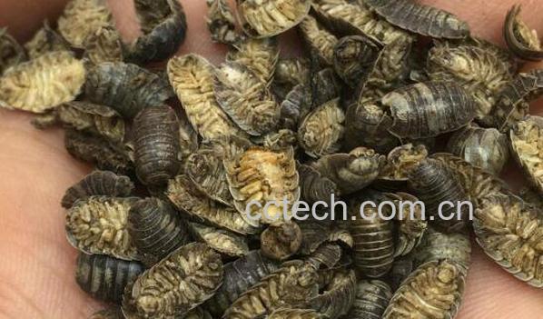 鼠妇虫和西瓜虫的区别 鼠妇虫的功效与作用-0