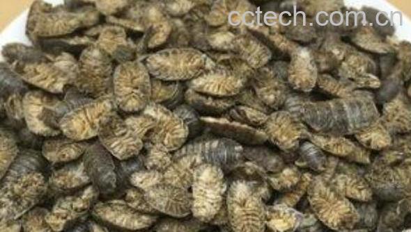 鼠妇虫和西瓜虫的区别 鼠妇虫的功效与作用-1