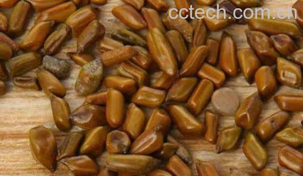 决明子和黄荆子哪个好 决明子的功效与作用-1