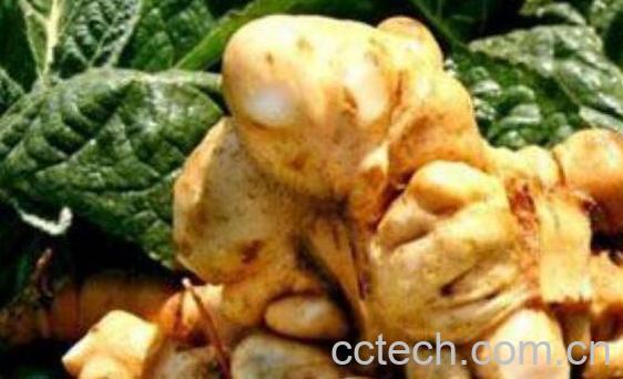 台乌药的功效与作用-1