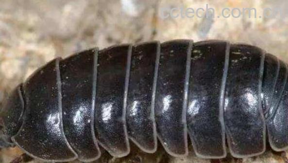 西瓜虫吃什么 西瓜虫的功效与作用-0