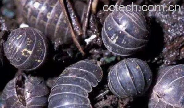 西瓜虫吃什么 西瓜虫的功效与作用-1