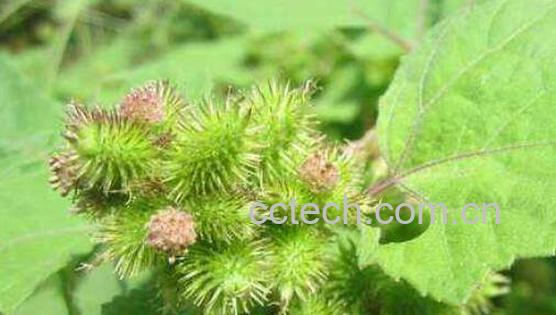 苍耳子的功效与作用 苍耳子的副作用-0