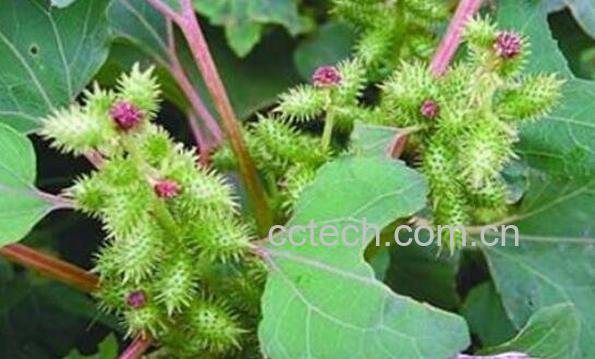 苍耳子的功效与作用 苍耳子的副作用-1