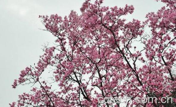 辛夷花的功效与作用及食用方法-1