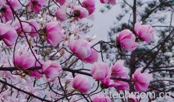 辛夷花的功效与作用及食用方法-0