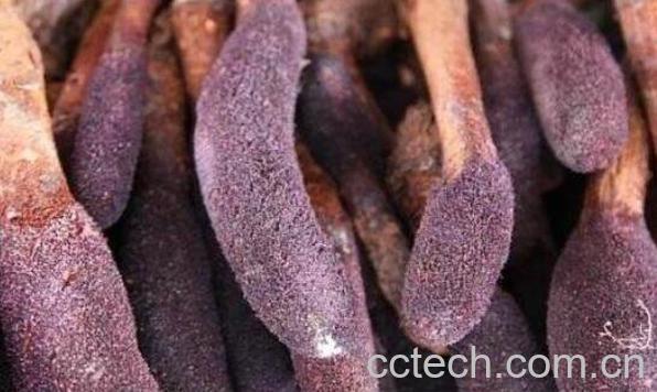 中药锁阳的功效与作用 锁阳的药用价值-1