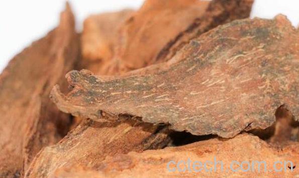 中药锁阳的功效与作用 锁阳的药用价值-0