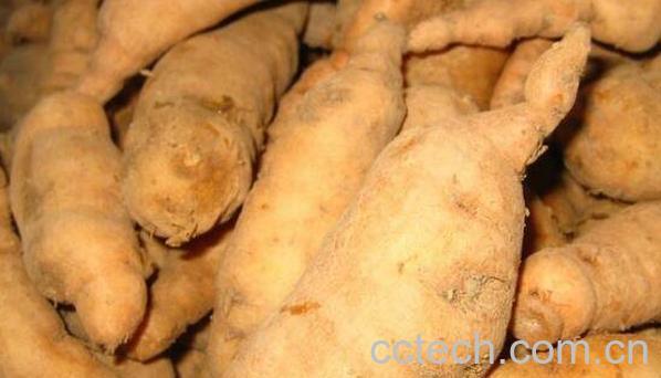 生地的功效与作用及食用方法-0