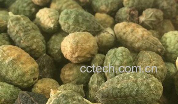 野西瓜泡酒的作用与功效-0